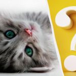 Само хора с висок коефициент на интелигентност ще забележат котка