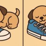 Тест за интелигентност: открийте 3 разлики в снимка на кученце върху обувка за 51 секунди Тест за интелигентност: открийте 3 разлики в снимка на кученце